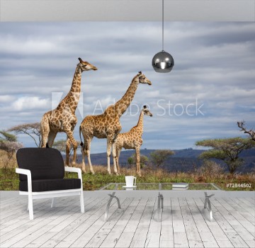 Picture of giraffes in game reserve